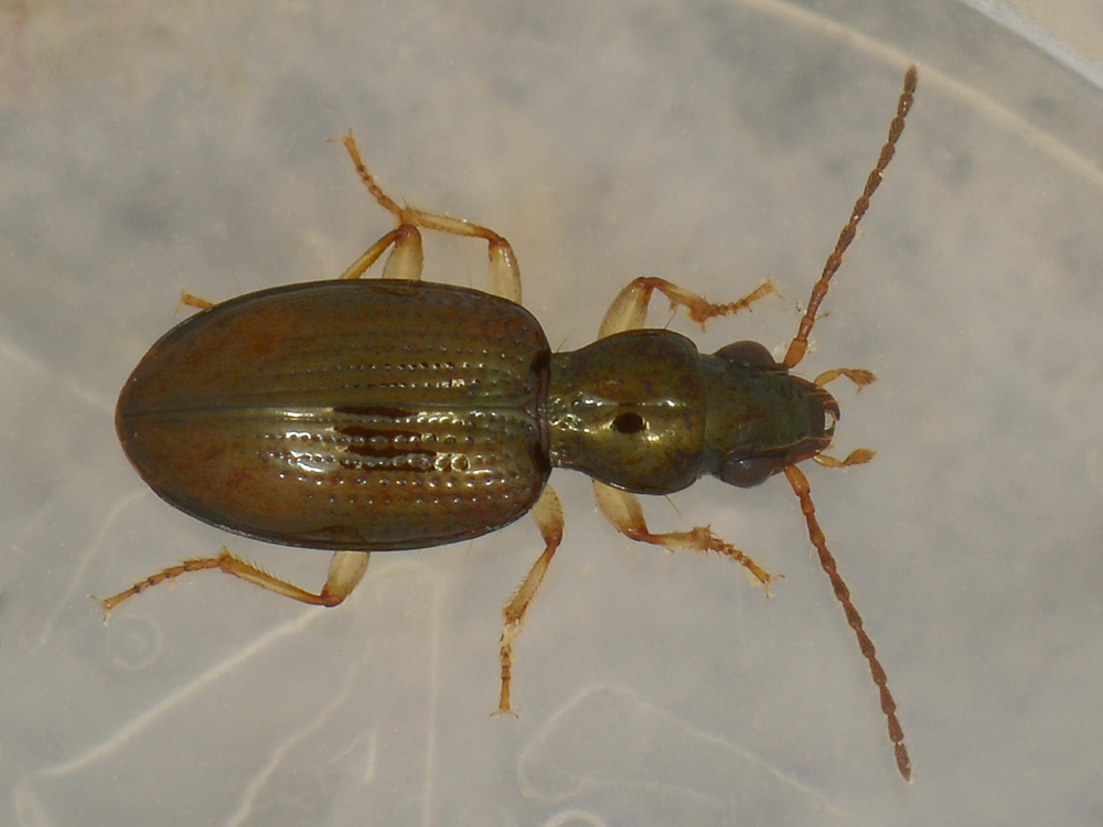 Sinechostictus decoratus